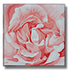 Painting - Red Rose of Thanksgiving
