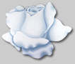 Paintings of Roses: White Rose From Summer Dancing Clouds