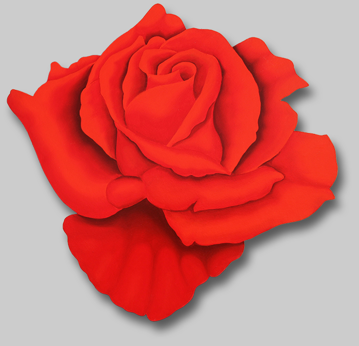 Rosa Classica